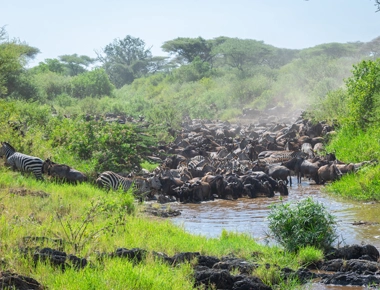 Witnessing the great migration cycle