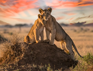 Predators of the open savannahs